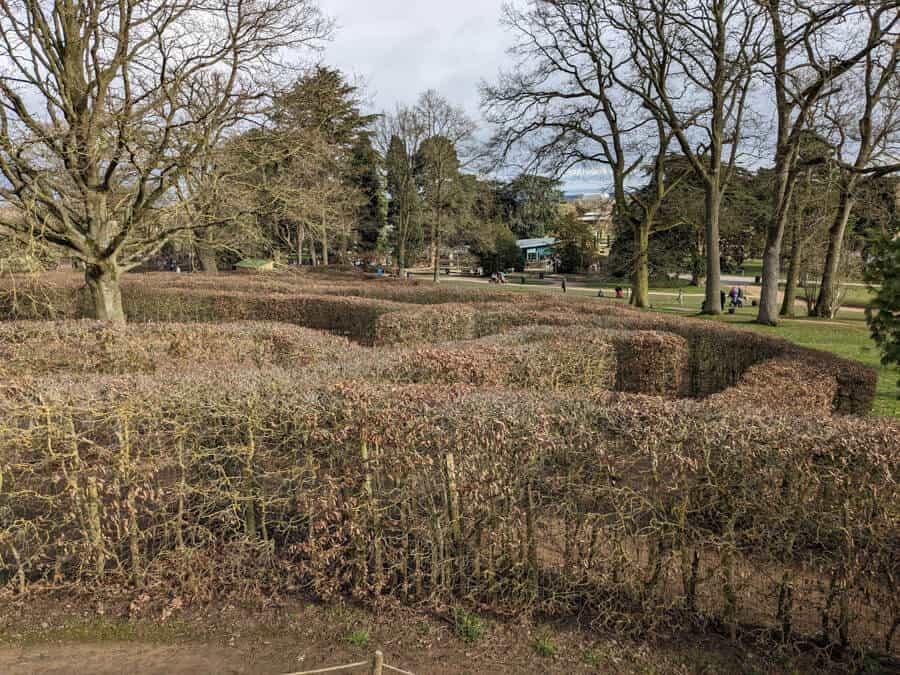 Maze made from hedges