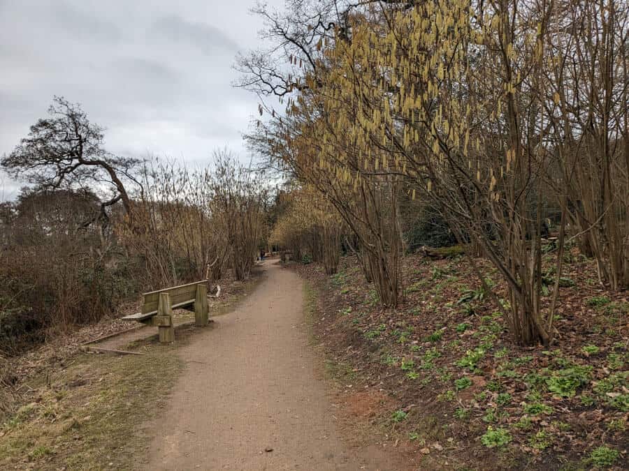 Woodland path by a lake