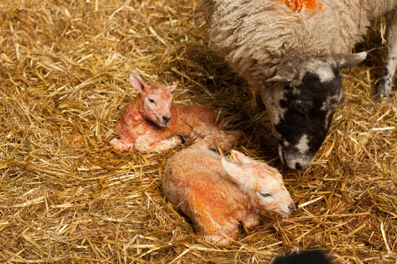 Lambing at Blaze farm