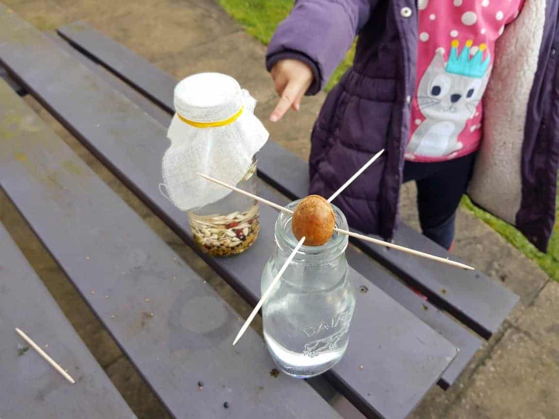 Child pointing a jar with seeds in covered in muslin and a jar of water with an avocado seed on top