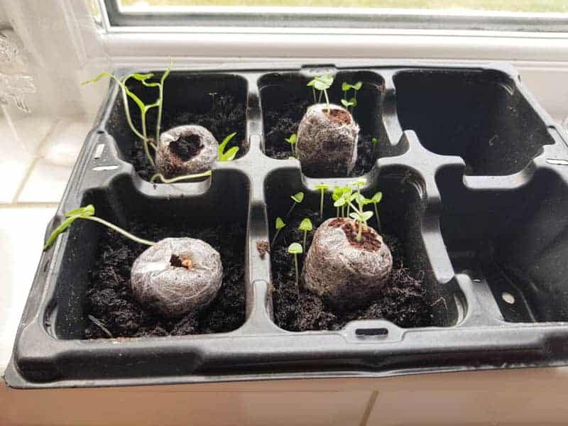 Seed tray with sprouting seeds