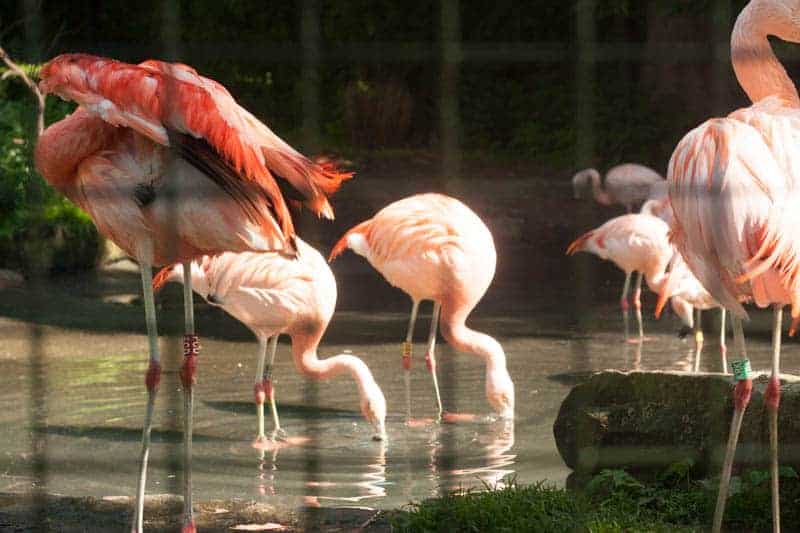 Edinburgh zoo with children review
