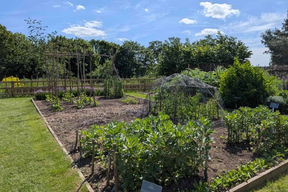 Rectangular kitchen garden with vegetable beds, climbing plant supports, and young crops growing in neatly organized rows. Protective netting covers part of the garden, with wooden fencing and mature trees surrounding the area under a sunny blue sky.