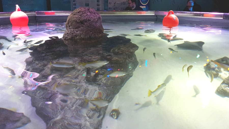 rays tank at sea life Manchester