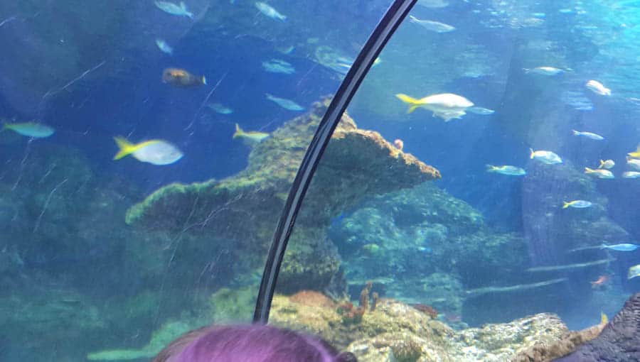 Underwater tunnel sea life Manchester