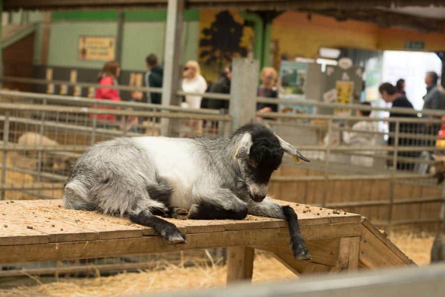 Goat in Jolly Barn