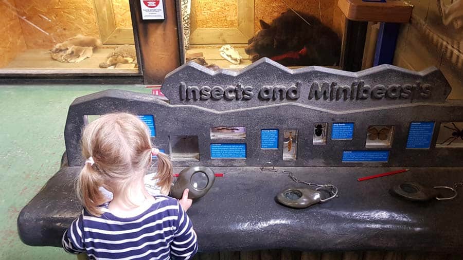 Toddler at minibeast station