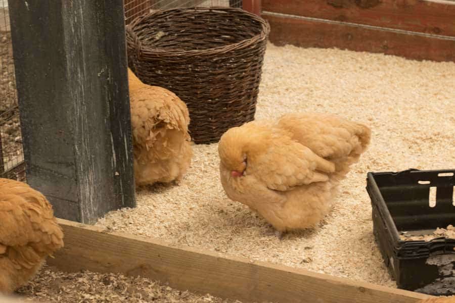 Chicks in Jolly Barn