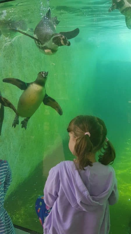 Child watching penguins swimming under water
