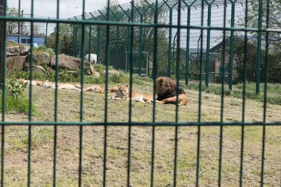 Lion enclosure at folly farm