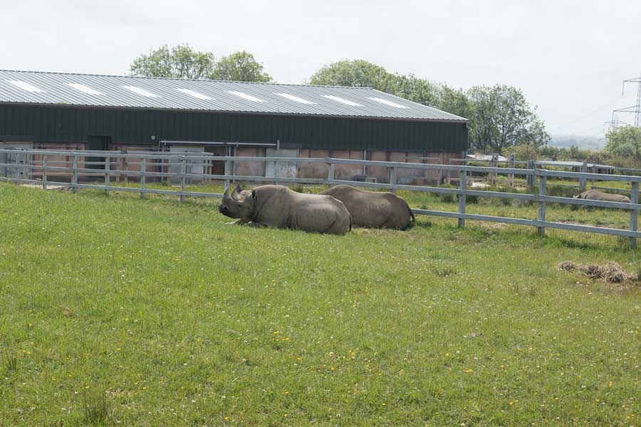 Rhinos at Folly farm