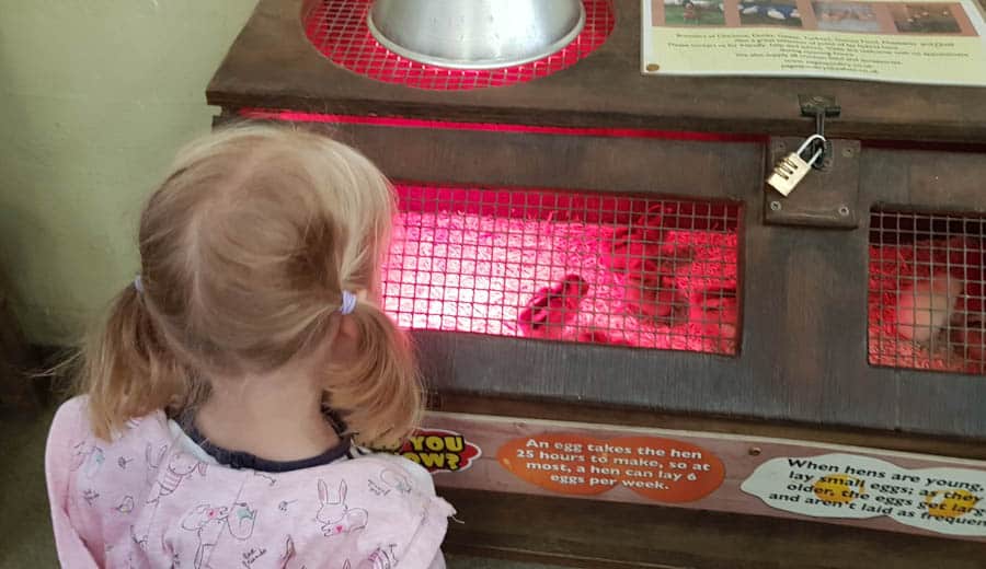Little girl and chickens in incubator