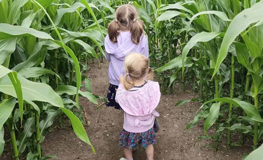 Two little girls in a maize maze