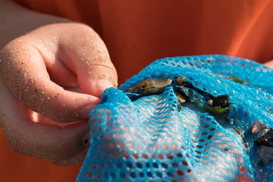 Close up of small net with tiny shrimp