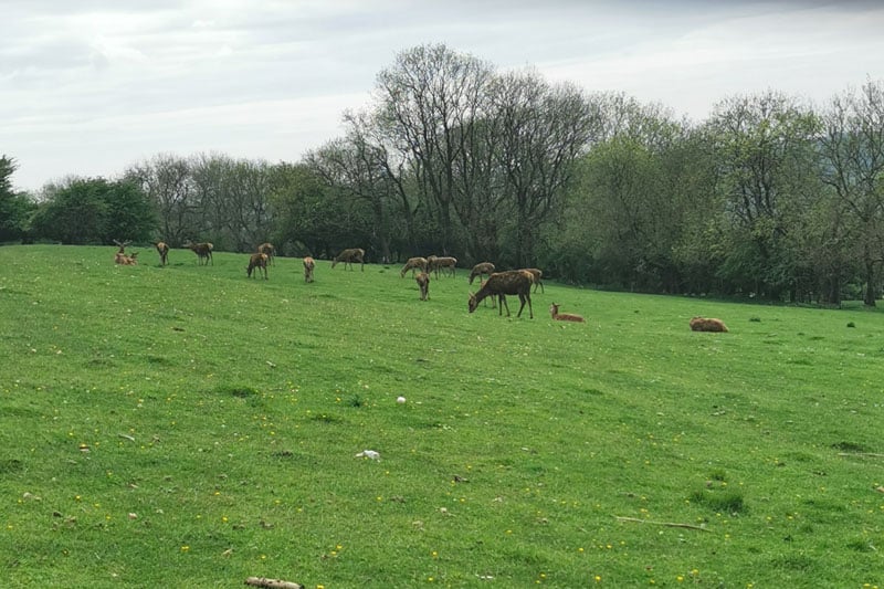 Field full of deer at Broadway tower
