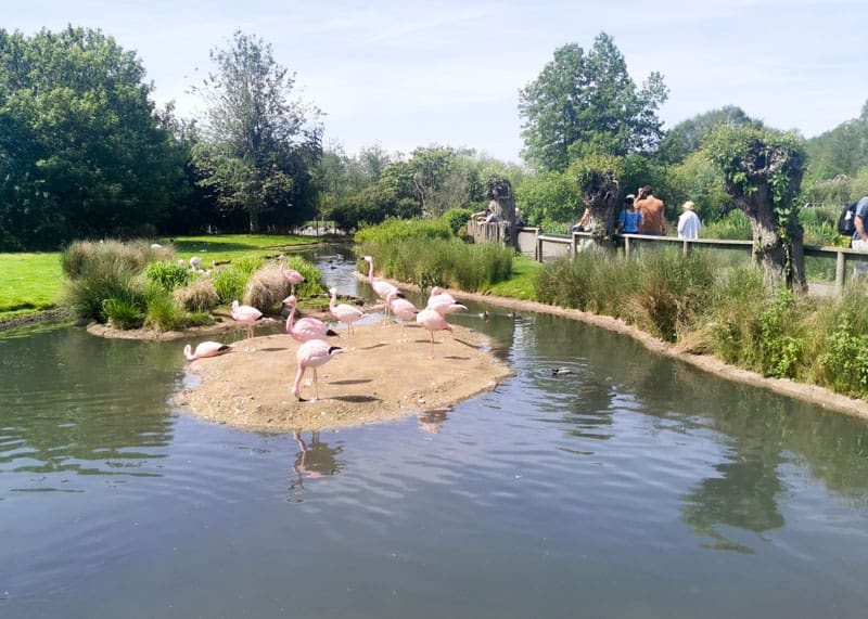 Flamingoes in a pond