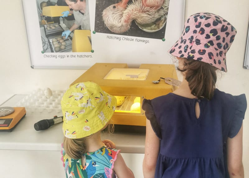 2 girls learning about hatching ducklings