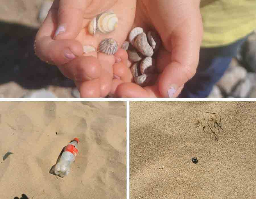 3 photos. One is a childs hand filled with shells, one is an empty drinks bottle and one is a curled up centipede in the sand
