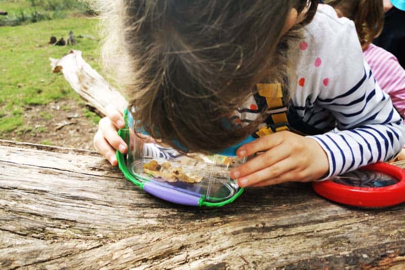 Child looking in a plastic magnifing container on a log