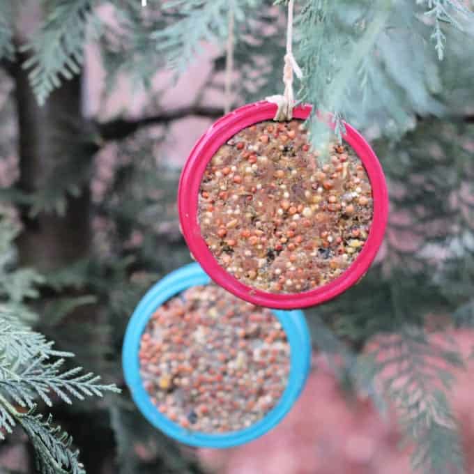 circle lids hanging in a tree filled with seeds