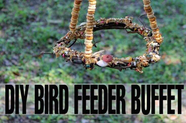 Frame made of rows of bird seeds