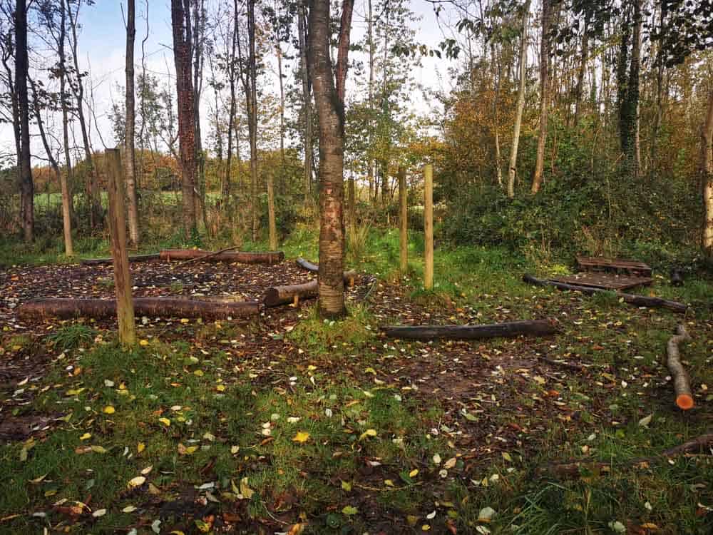 Logs and paths in the woods
