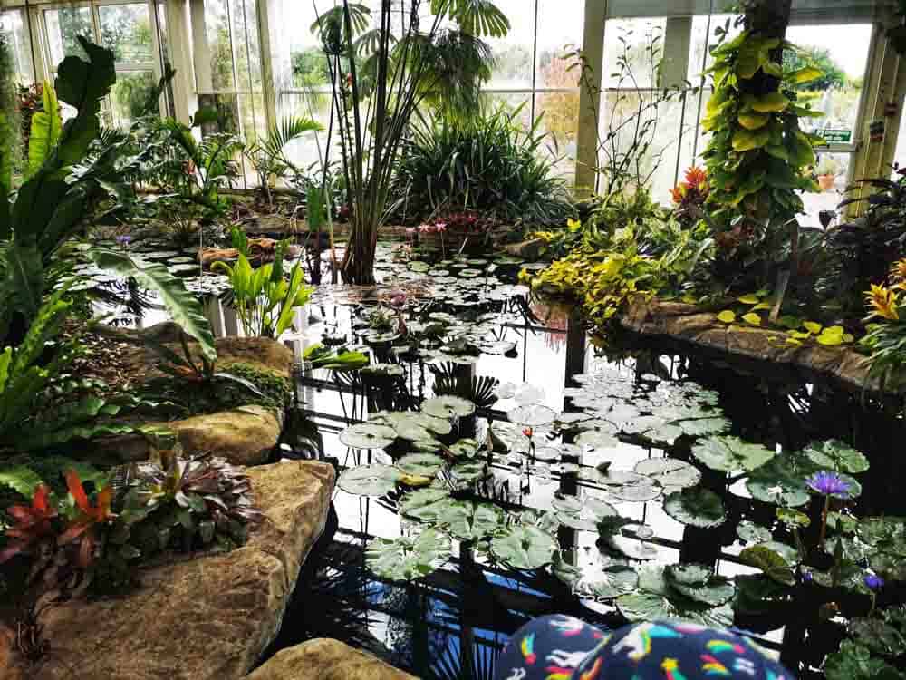 Pond inside a glasshouse