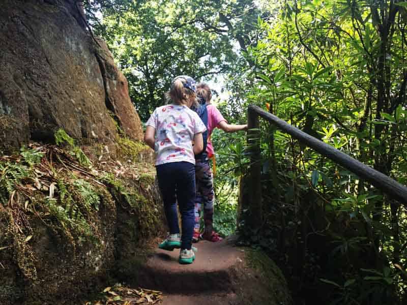 Children climbing steps in a woodland