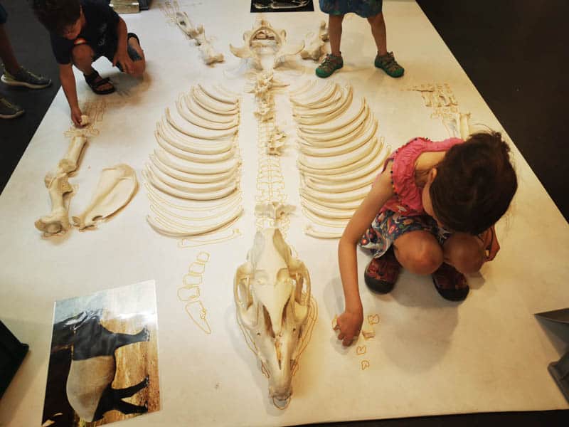 Child laying out pieces of a skeleton