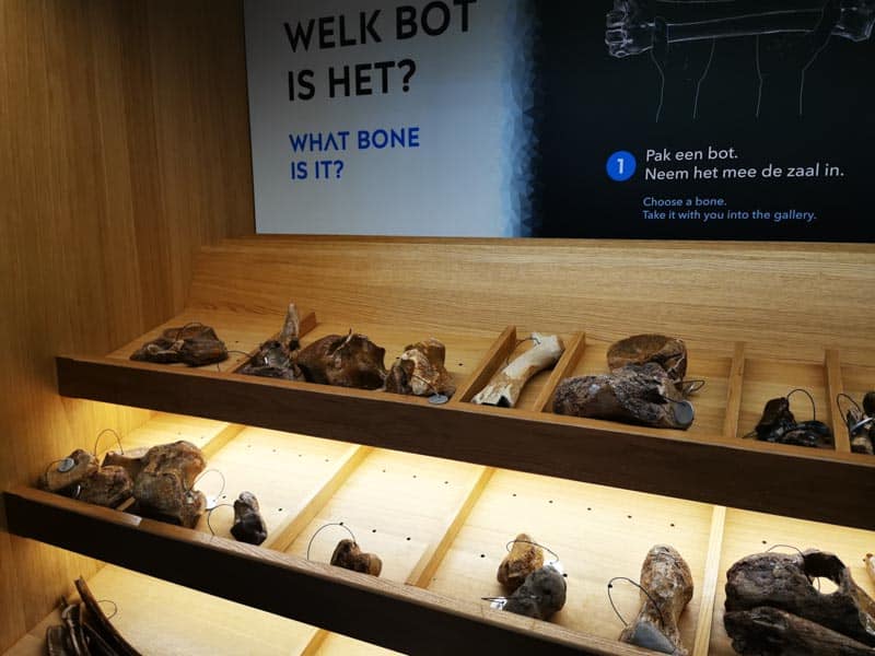Collection of bones