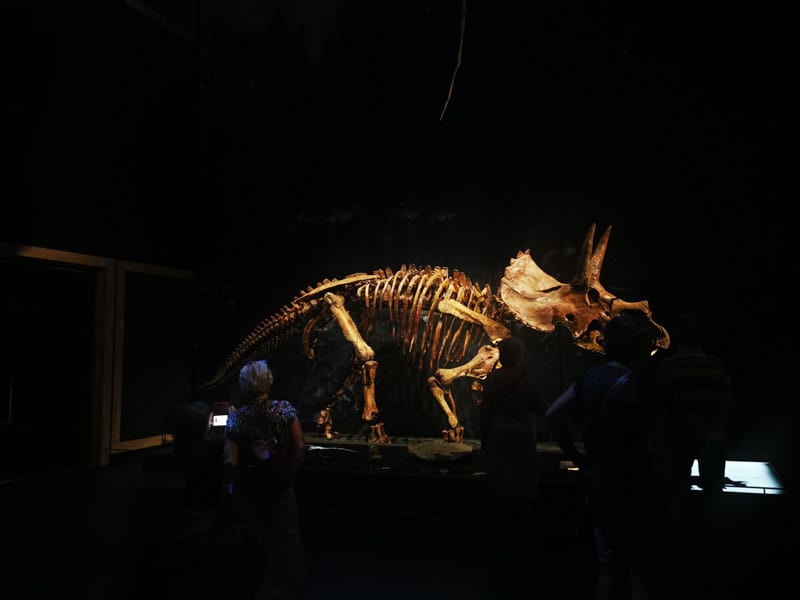 Skeleton of a dinosaur