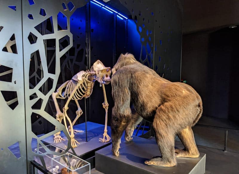 Skeleton and model of early man