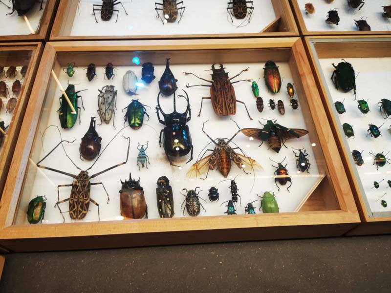 Collection of insects in a glass box