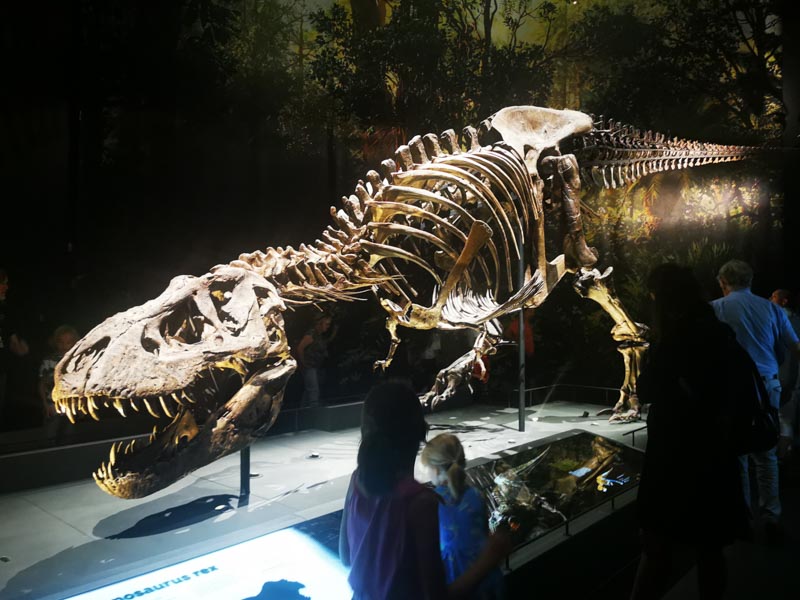 Skeleton of a t rex