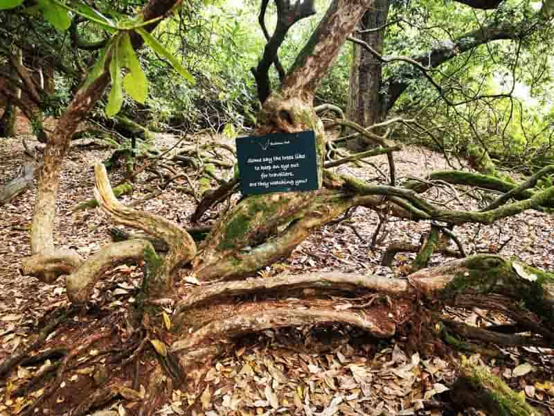 Sprawling tree