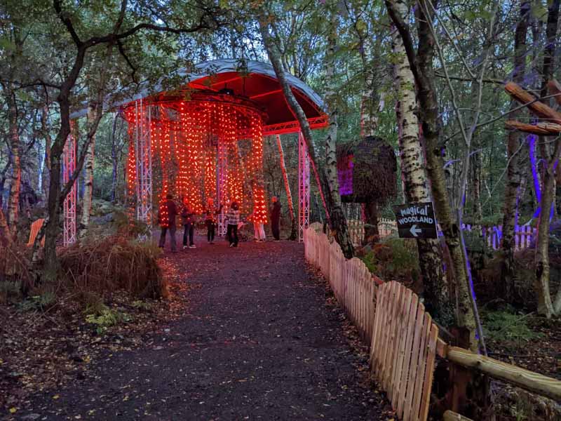 String lights in the woods