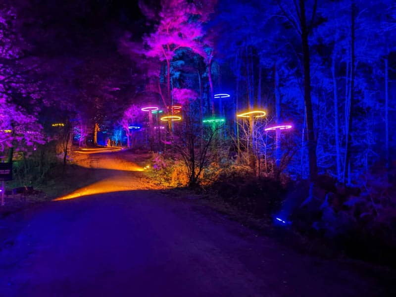 Trees with ring lights around them