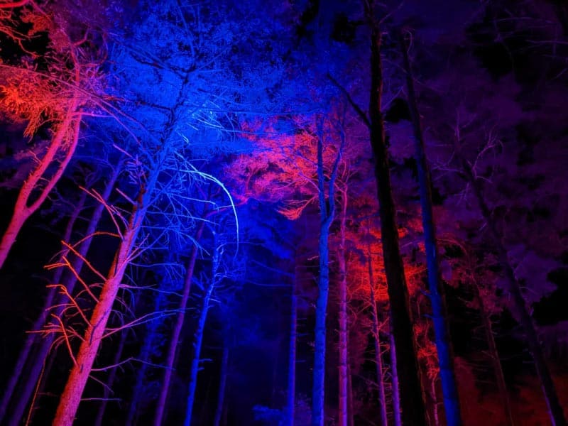 Trees lit up red and blue