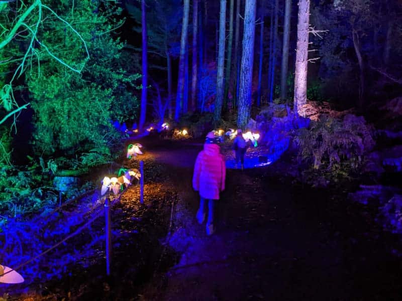 Child walking through Christmas lights in the woods