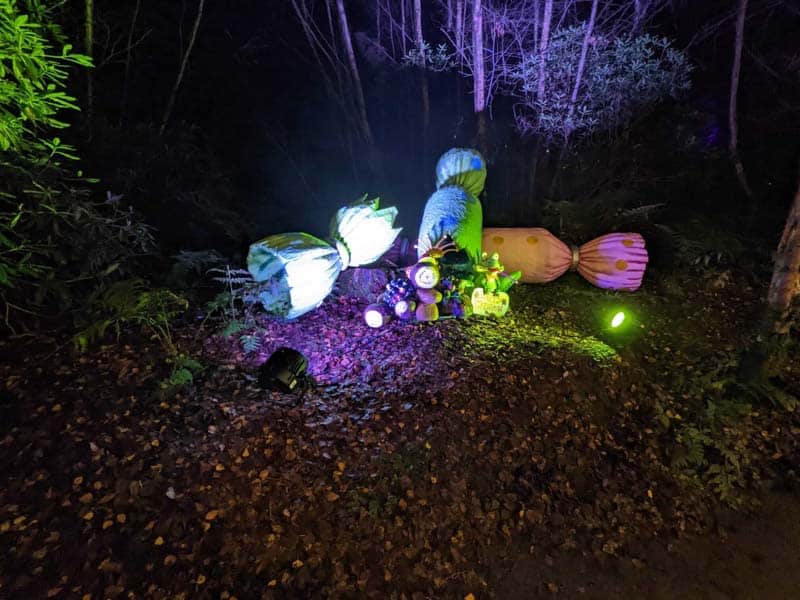 Cracker lit up in a dark woodland