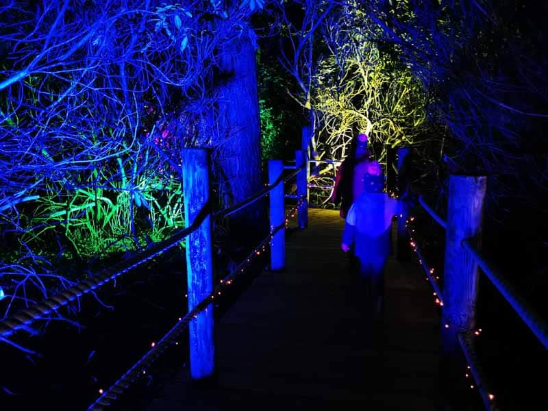 Child walking through lights in woods