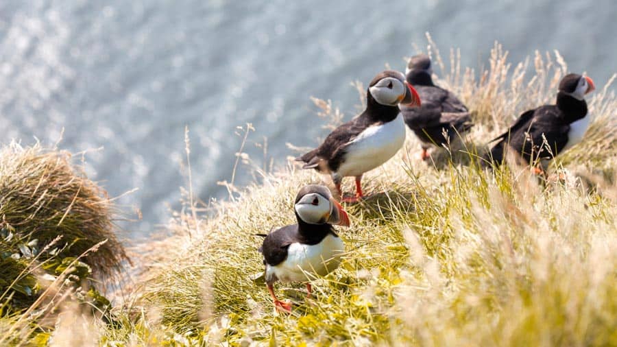 Puffins on the cliff