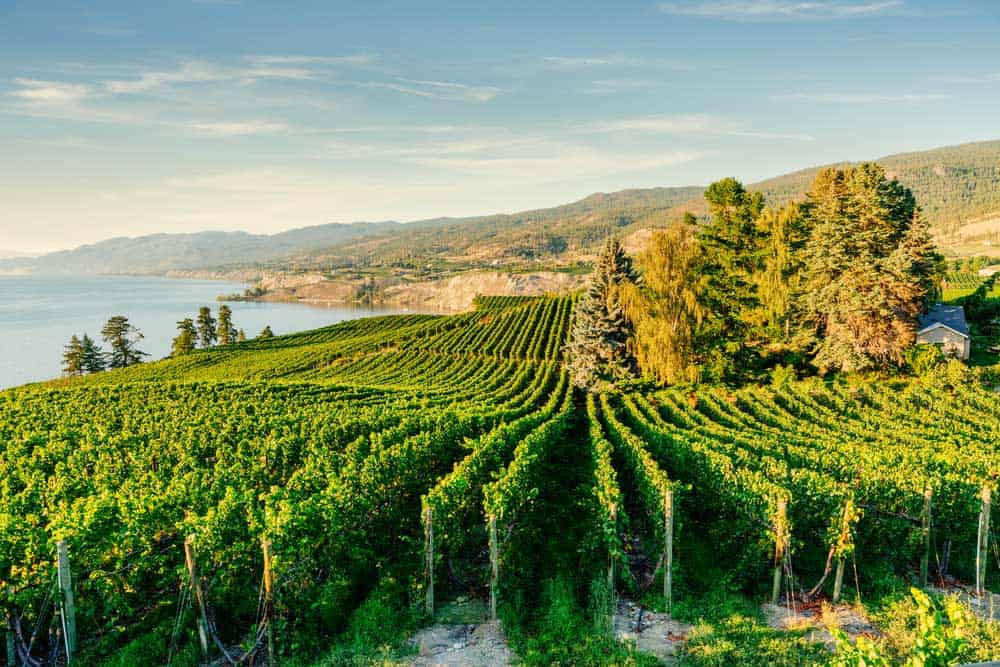 Vineyards with the sea in the distance