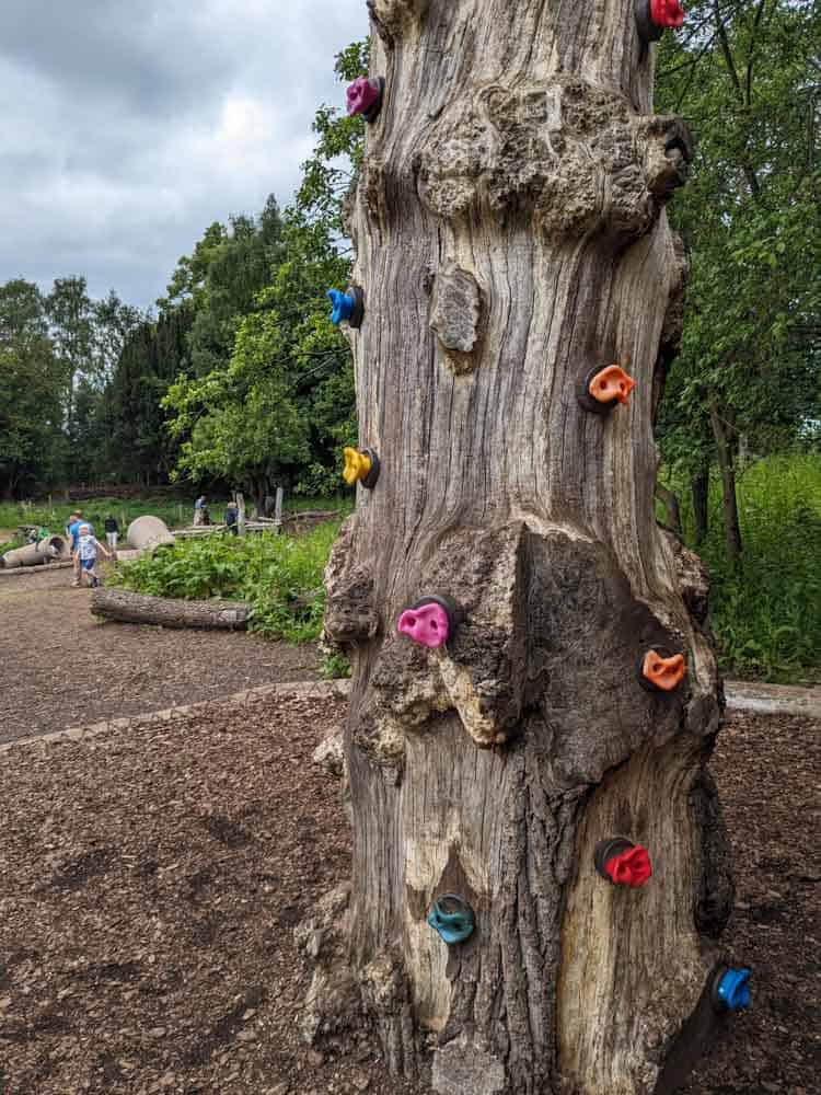 Tree trunk with colourful climbing holds