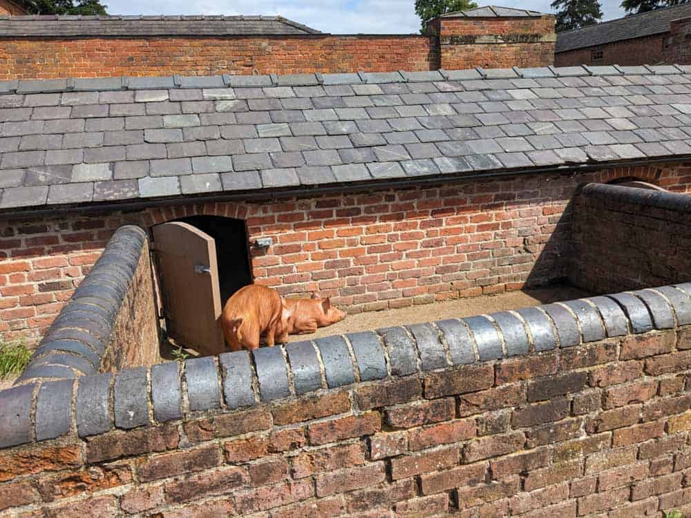 Pigs in a red brick pig stye
