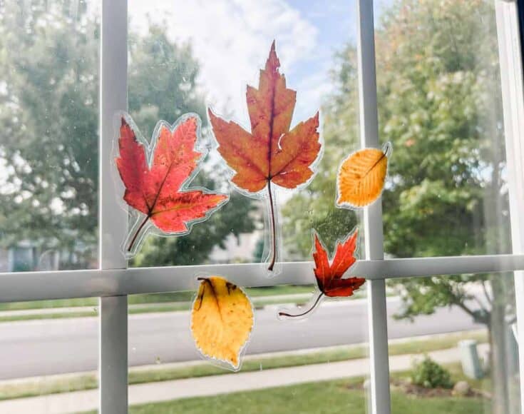 Leaves stuck to a windo