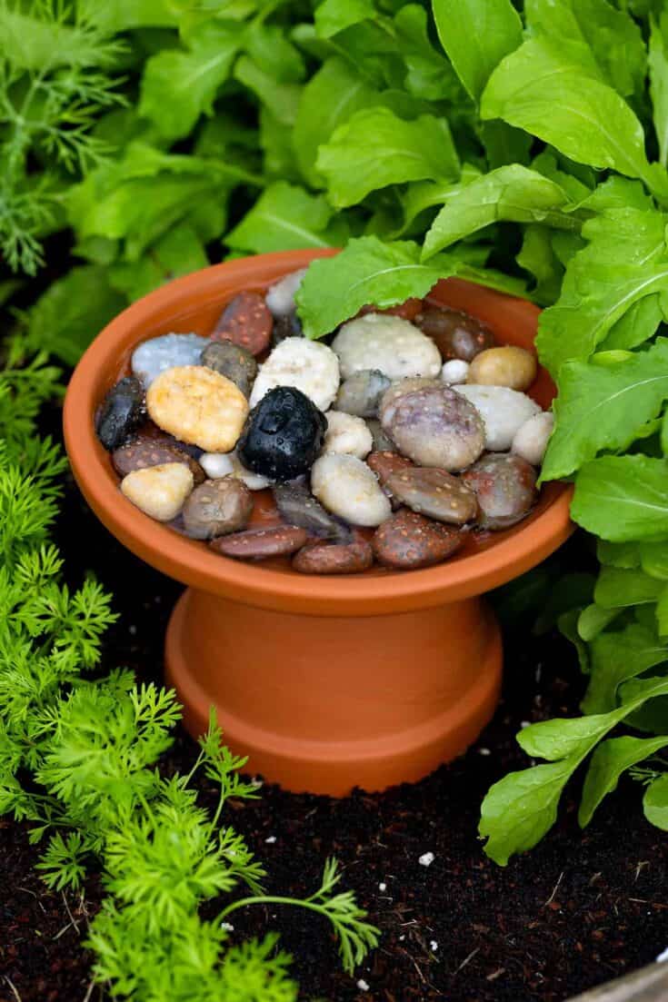 Terracotta birdbath filled with water and smooth multicolored pebbles, nestled among lush green garden leaves. Close up detail shows water droplets on the stones and surrounding foliage.