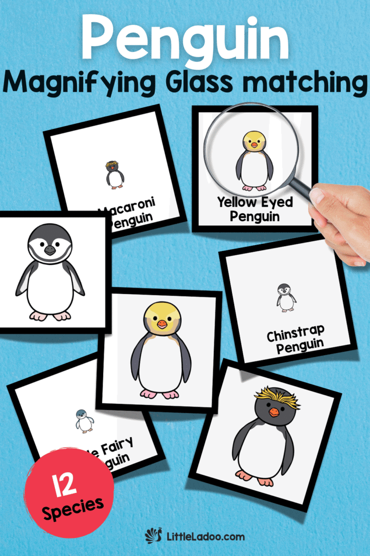 Penguin magnifying glass matching activity for kids featuring illustrated cards of different penguin species such as Macaroni, Yellow Eyed, Chinstrap, and Little Fairy Penguin. A magnifying glass highlights one penguin, encouraging children to match species by visual features.