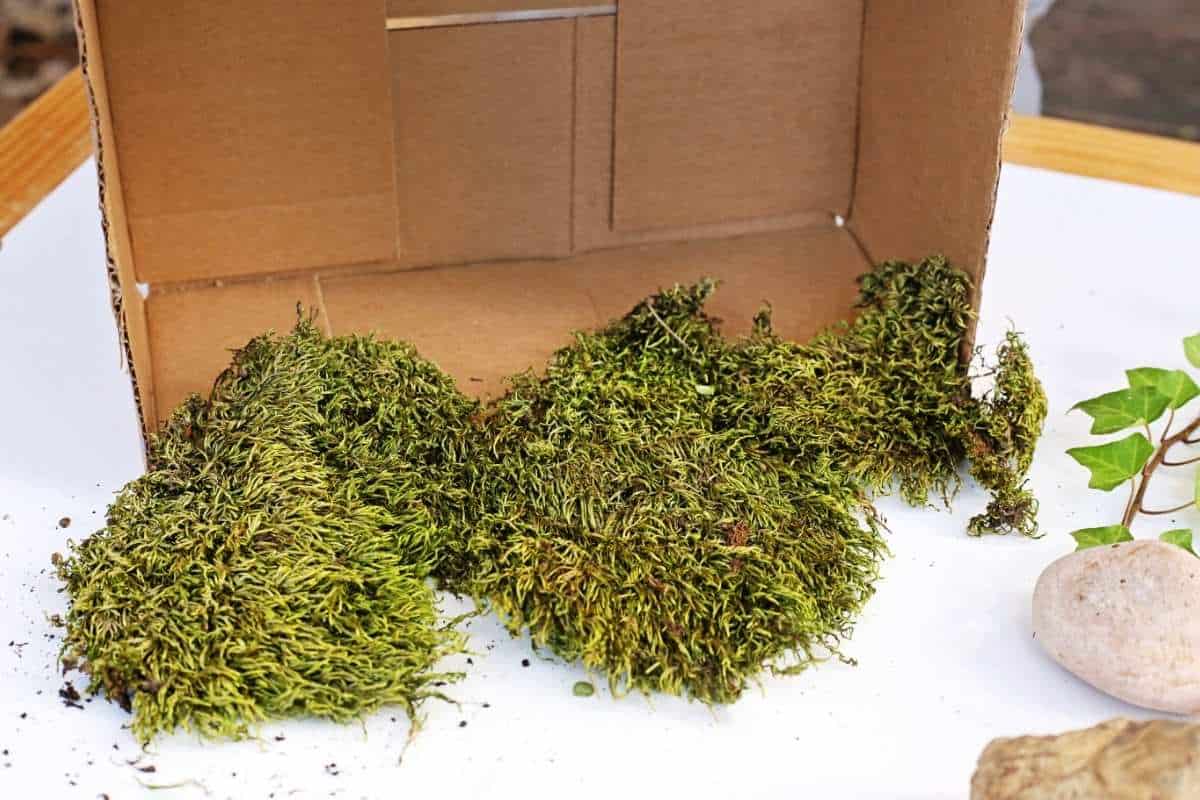 Close up of an open cardboard box on a white tabletop with several clumps of bright green moss spread in front of it. A small sprig of ivy and two light colored stones sit off to the right edge of the frame.