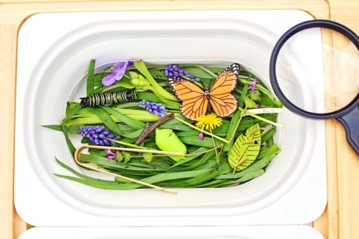Butterfly life cycle sensory bin filled with green leaves, purple flowers, a monarch butterfly toy, caterpillar, chrysalis, and wooden tongs inside a white tray. A magnifying glass rests beside the bin for exploring the butterfly life cycle materials up close.